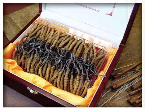 金湾冬虫夏草回收